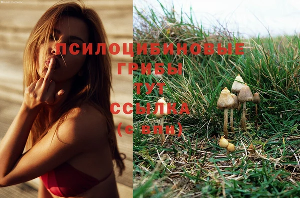 спиды Магас